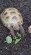 Horsfield : Male age unknown (Harry)